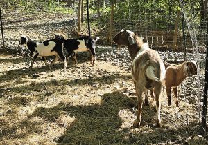Male Goat and bucklings
