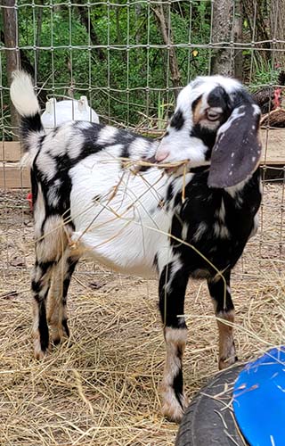 Feisty Mini Nubian doe eating hay
