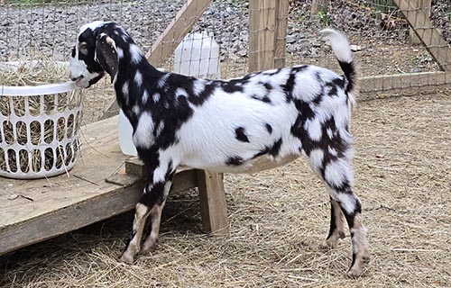 Feisty Mini Nubian 