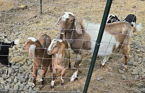 Healthy mini bucks