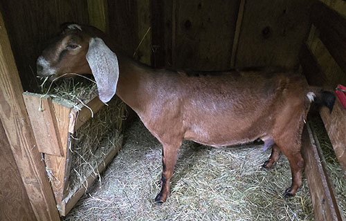 Petite Purebred Nubian Doe