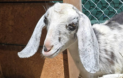 Purebred dairy goat