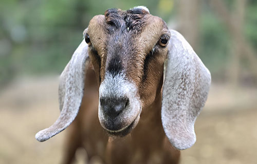 Purebred dairy goat