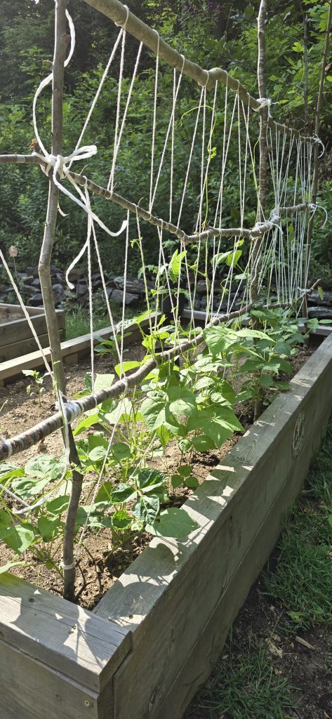 Bert's Greasy Bean Trellis
