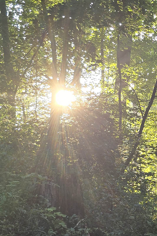 Morning in the Woods