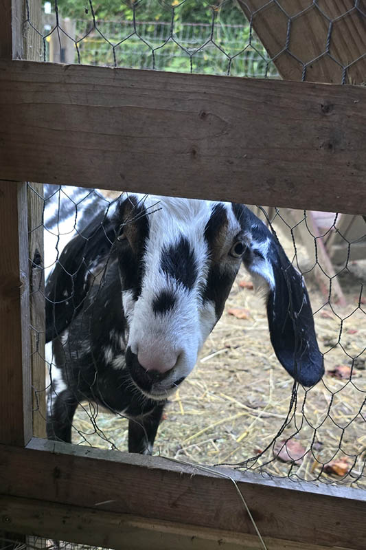 Goat peeking through a hole